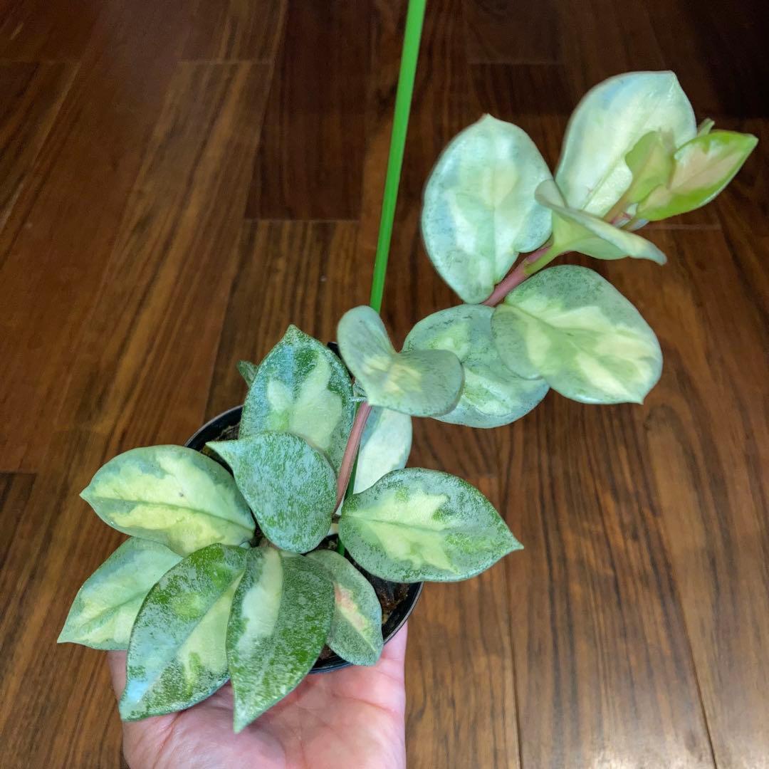 ホヤ アルゲンティアプリンセス【現品・タグ付・鉢付・メルカリ便】サクララン