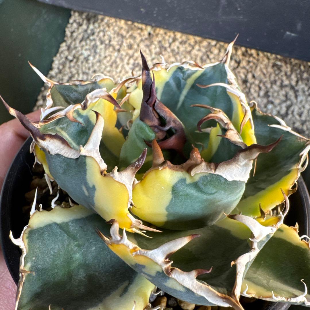 即決価格アガベ　チタノタ白鯨錦ボール株　美形　約13cm