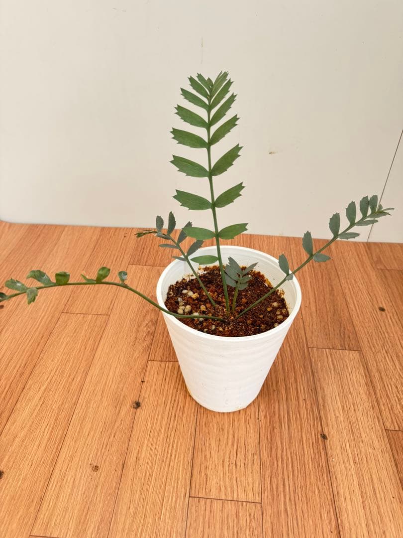 エンセファルトス　ホリダス　17