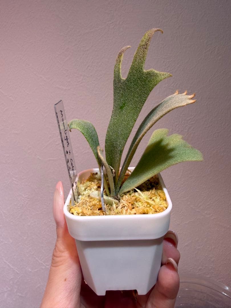 Moonlight x Celso selectドワーフ晴花由来OCビカクシダ