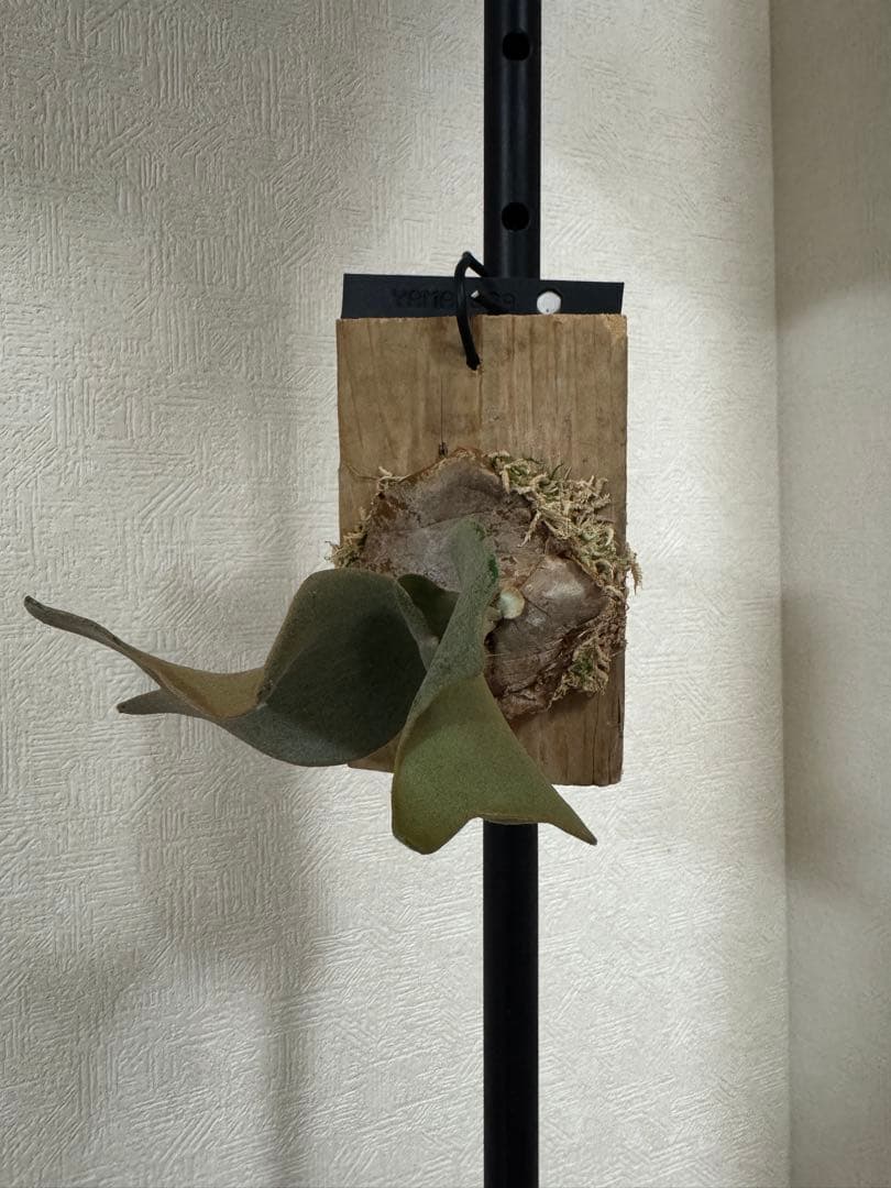 ホワイトギズモOC