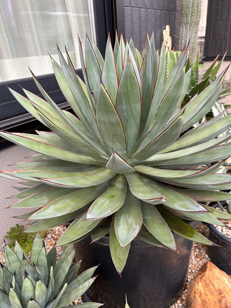 アガベ　ブルーグロー　超特大　美形　引き取り限定 　ドライガーデン　サボテン