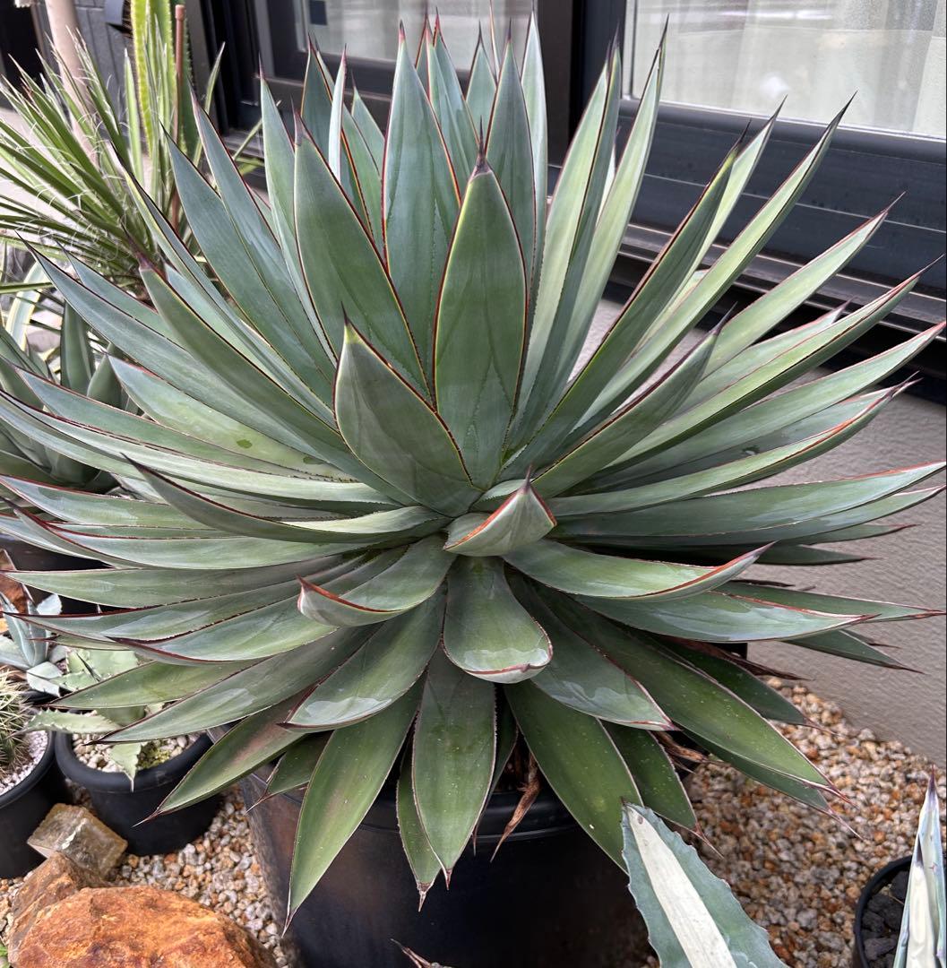 アガベ　ブルーグロー　超特大　美形　引き取り限定 　ドライガーデン　サボテン