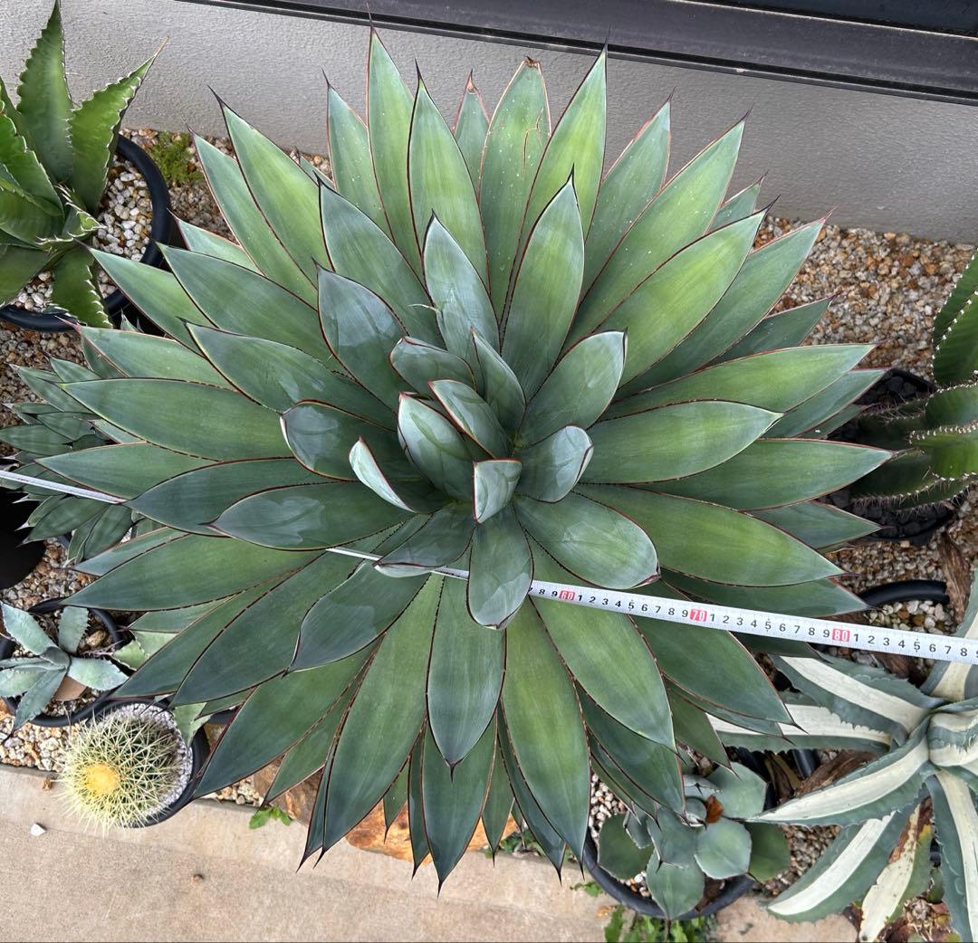 アガベ　ブルーグロー　超特大　美形　引き取り限定 　ドライガーデン　サボテン