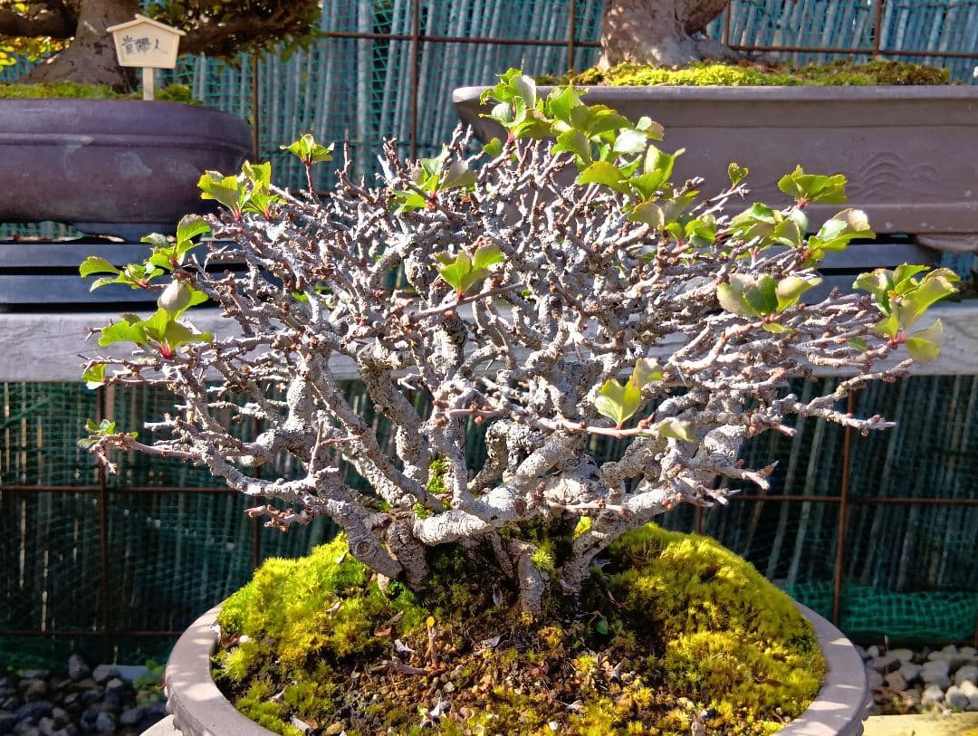 長寿梅‼️赤花‼️値下げ