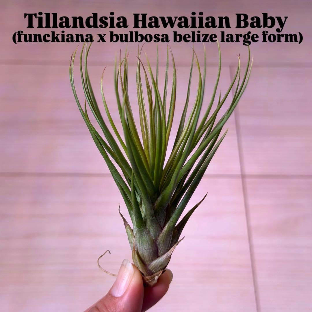 ブロメリア・エアープランツ Tillandsia Hawaiian Baby