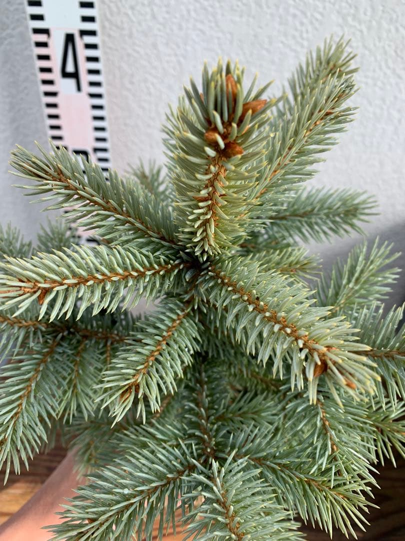 【安心の生産者仕入れ】ピセア　プンゲンス　コロラドトウヒ※お届け早いメルカリ便※