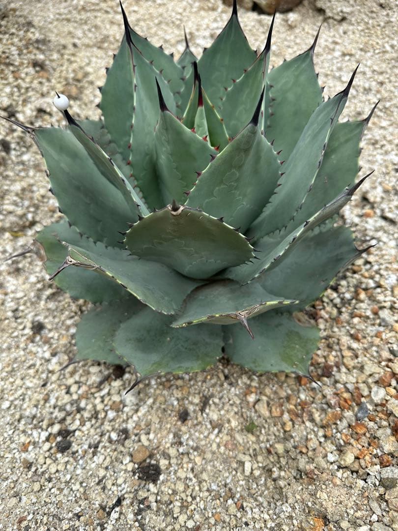 パリー　ハイブリッド　ホーチエンシス　オバティフォリア