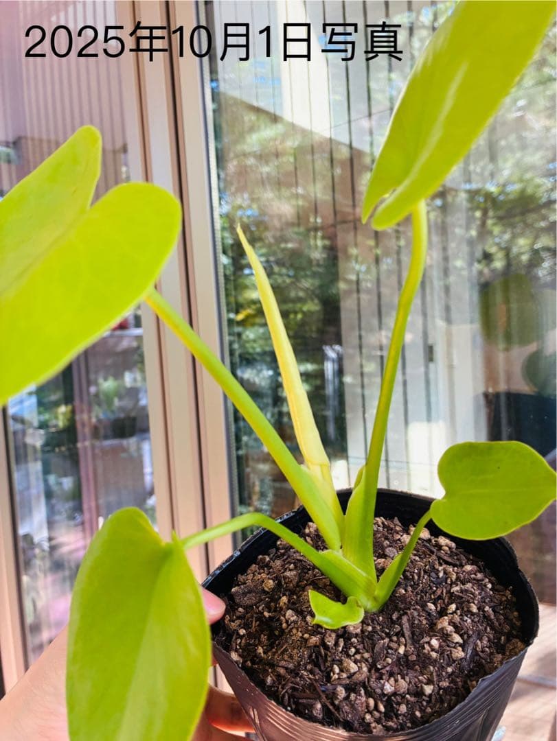 モンステラ　デリシオーサ ‘Triple Yellow’ 新種　黄金葉