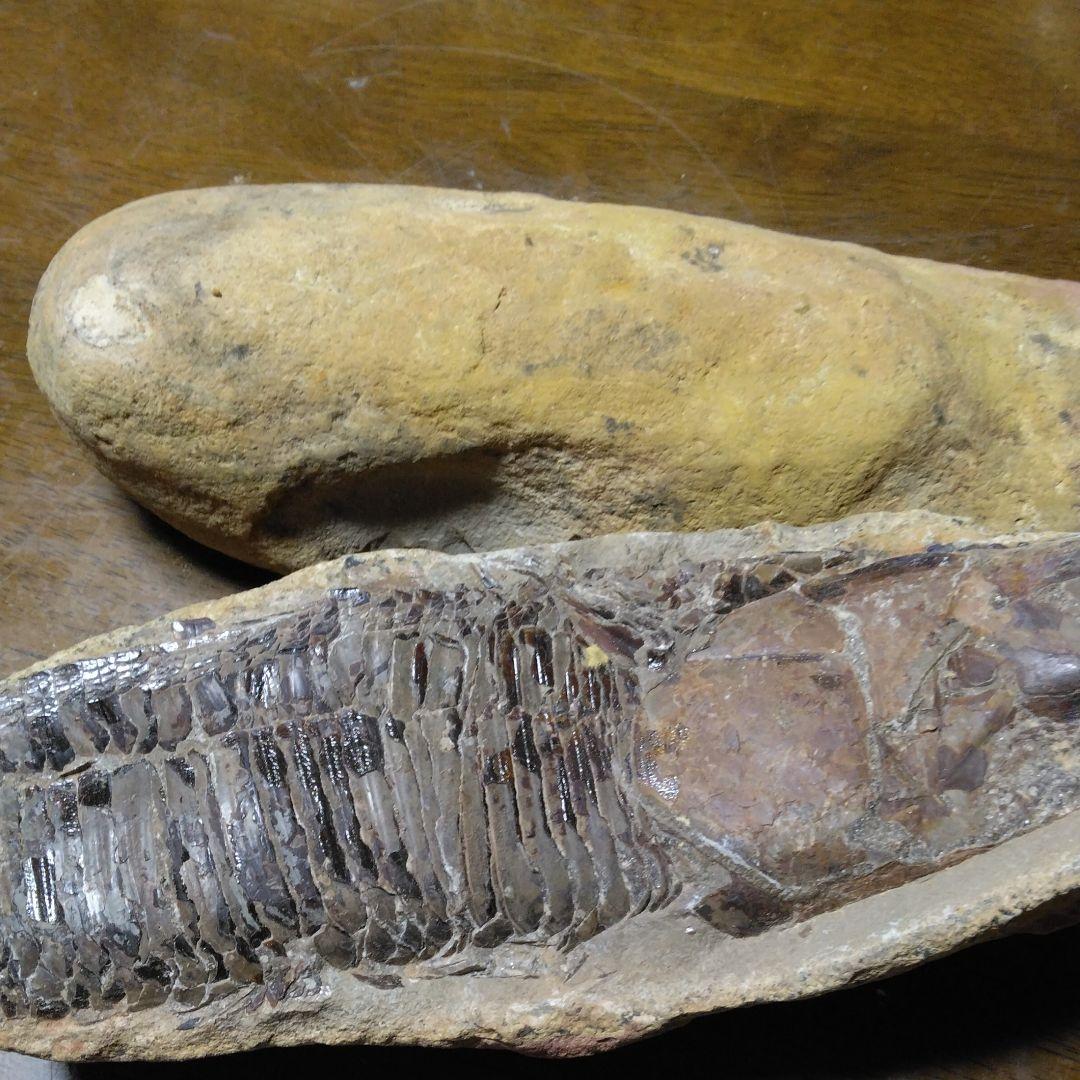 化石　　三葉虫　　石　　古い　　レトロ