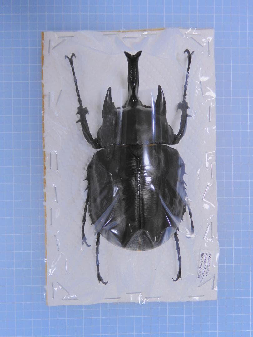 ブラジル産　ゾウカブト　100mmX52mm このエリアの最大個体