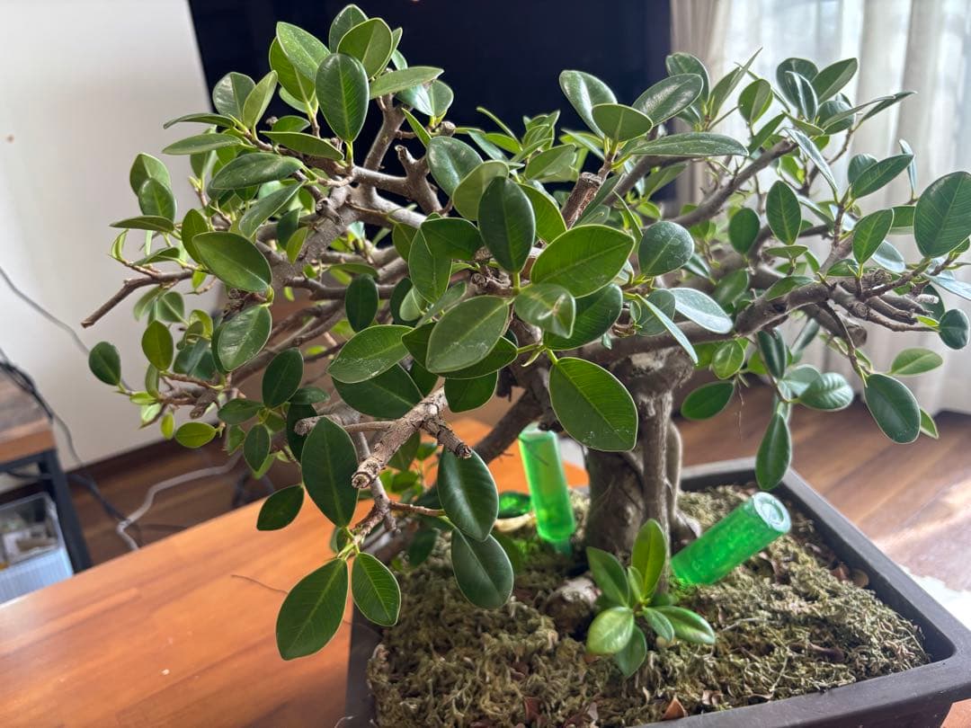 沖縄産　ガジュマル盆栽
