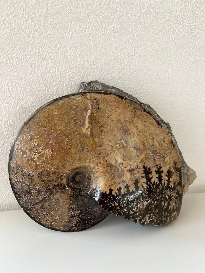 美品アンモナイト化石　菊石　レア15.5cm