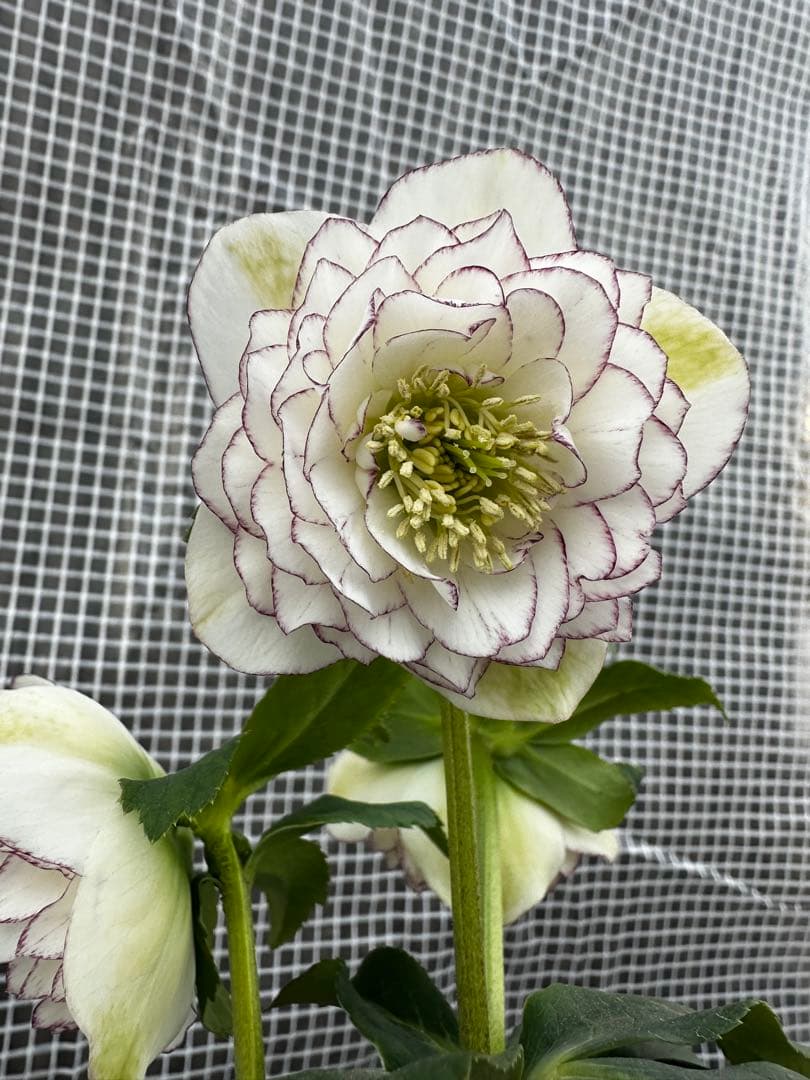 クリスマスローズ超多弁ピコティ八重咲きホワイト