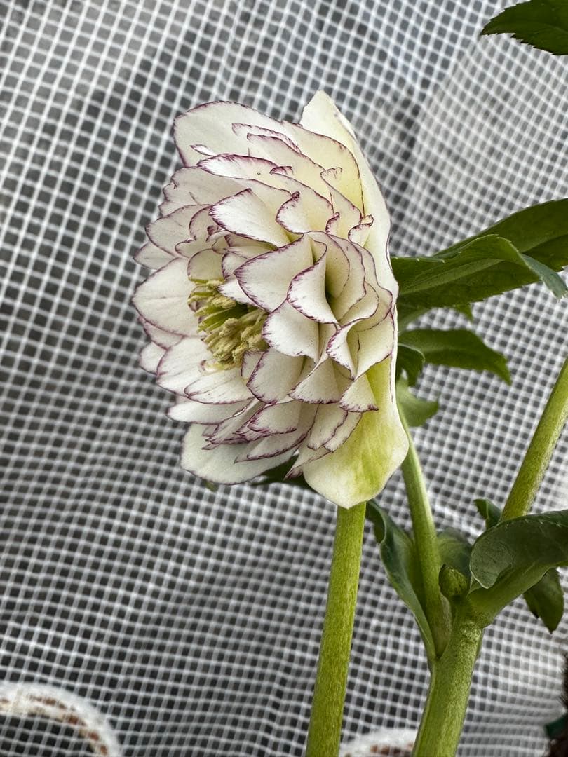 クリスマスローズ超多弁ピコティ八重咲きホワイト