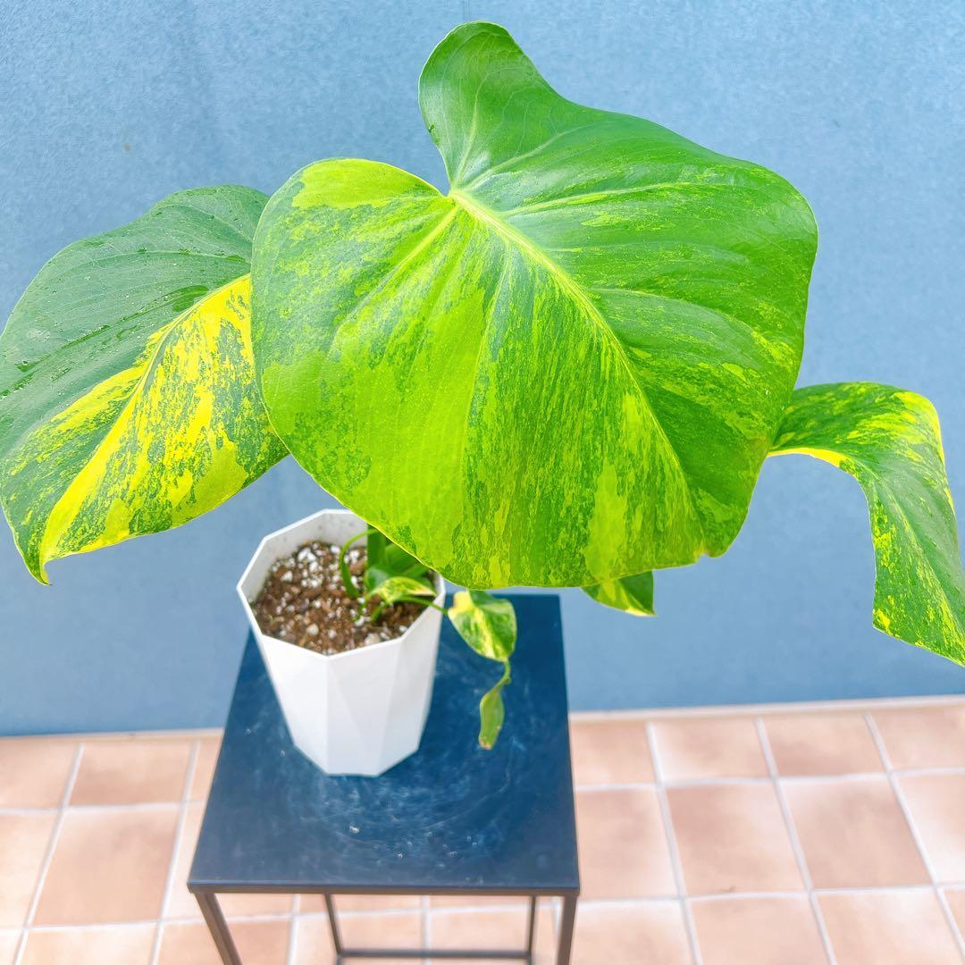 現品　モンステラ　オーレア　マルマラータ　89番　斑入り　希少　レア　観葉植物