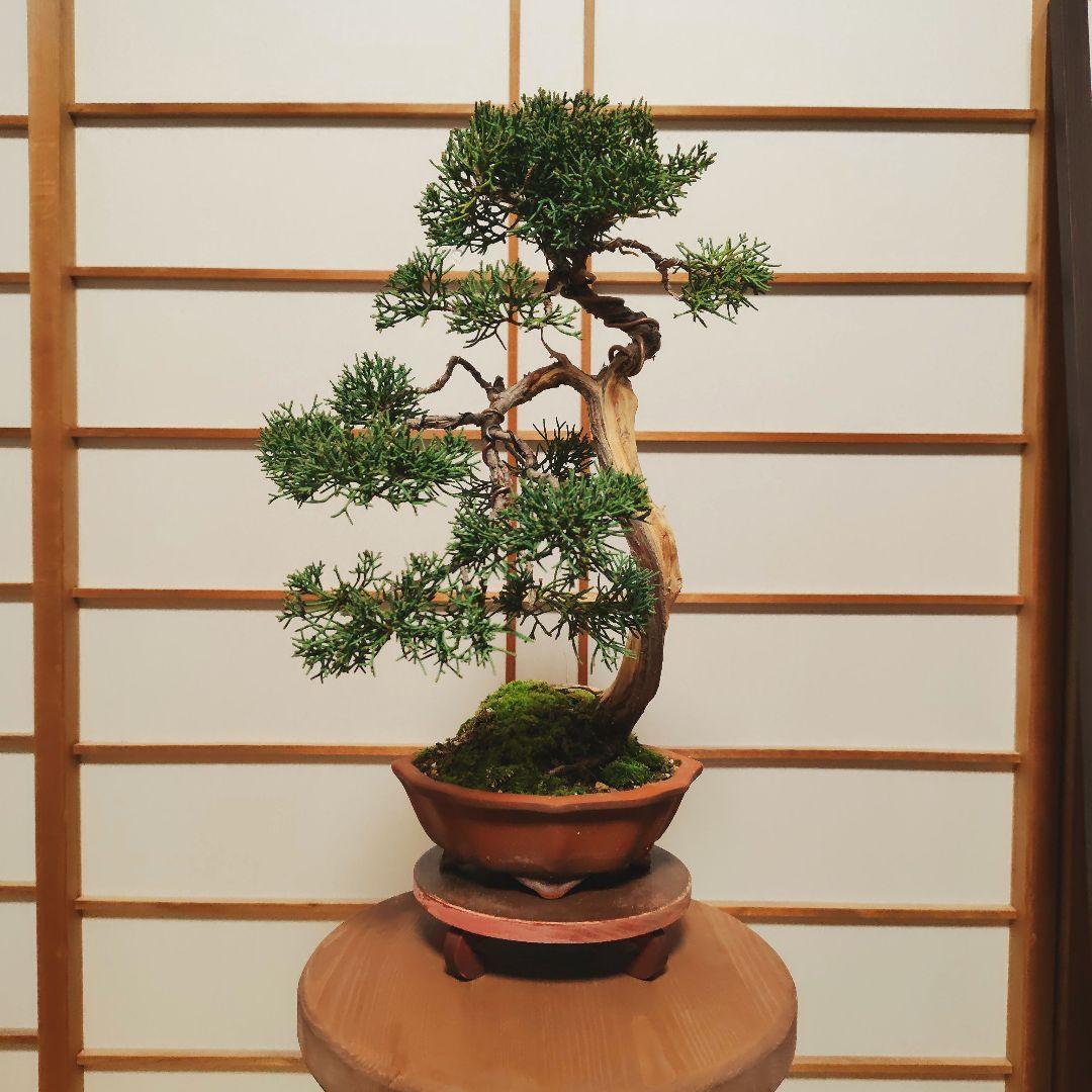 紀州真柏Ａ 朱泥木瓜鉢 金慶堂造