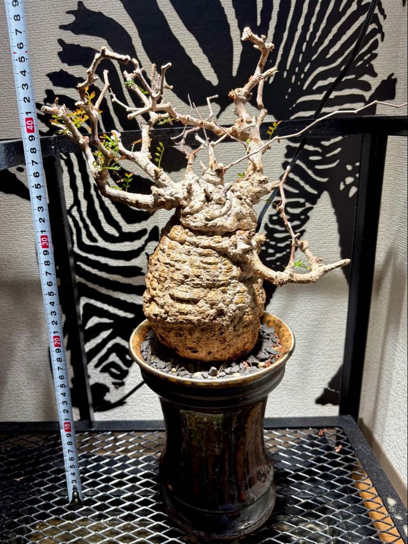 オペルクリカリア　パキプス　発根済み　鉢付き発送