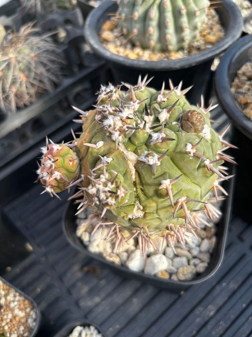 守殿玉　モンスト