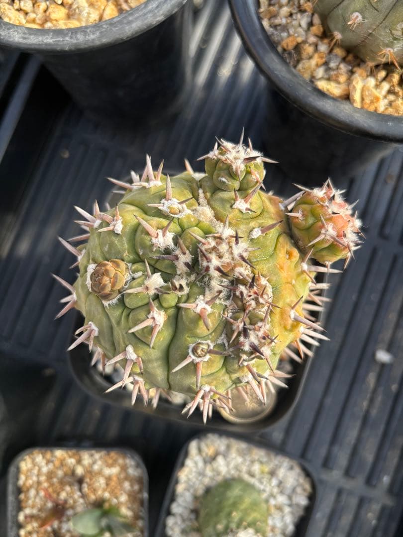 守殿玉　モンスト