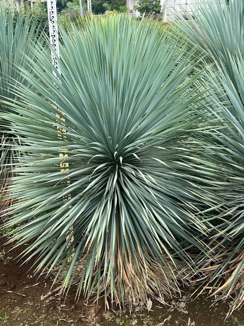 ユッカロストラータ♪ 国内実生株株　引取り限定