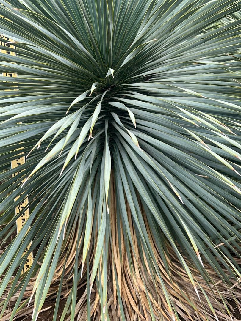 ユッカロストラータ♪ 国内実生株株　引取り限定