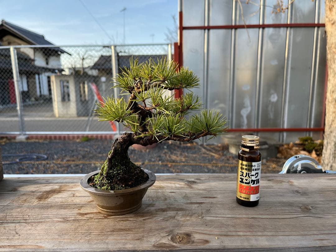 五葉松/盆栽/小品盆栽