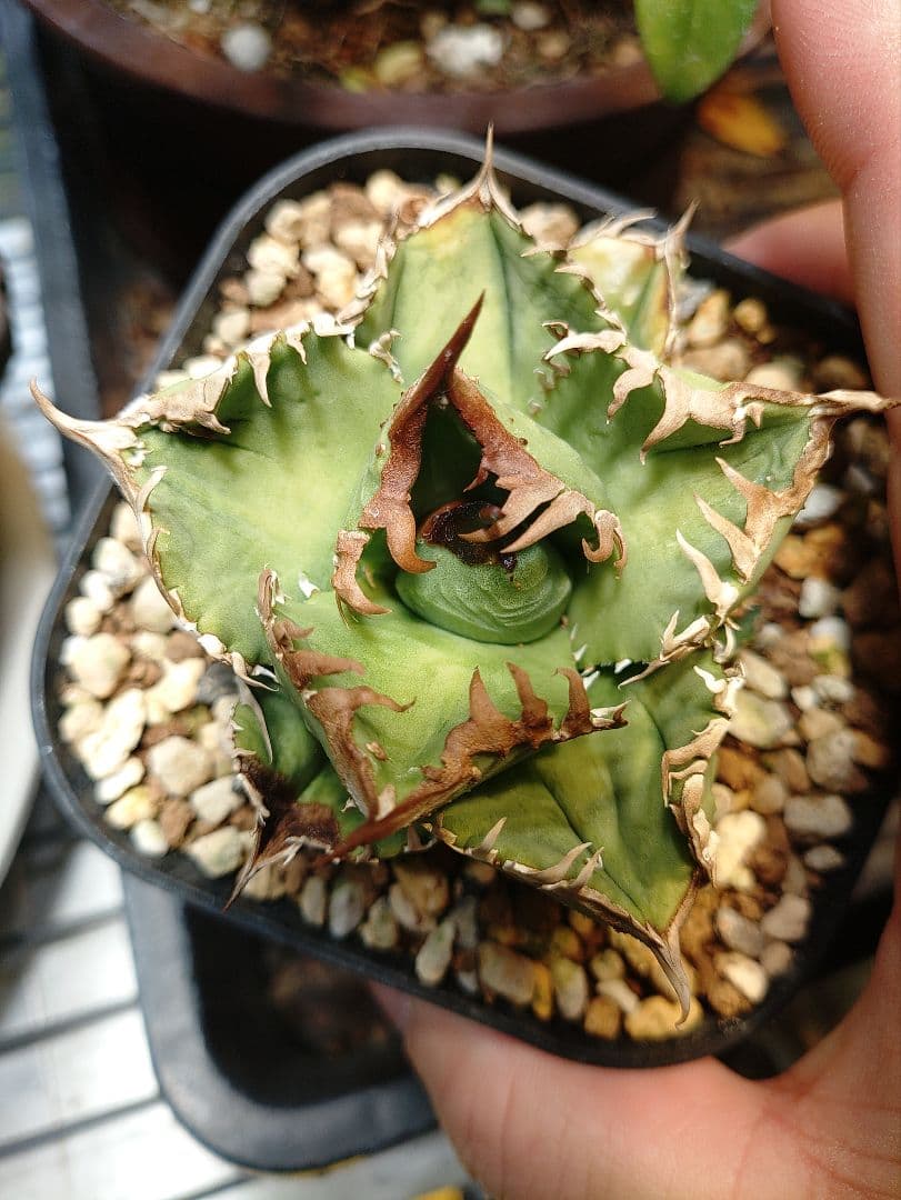 アガベ クラウン 子株2個付き メルカリ便