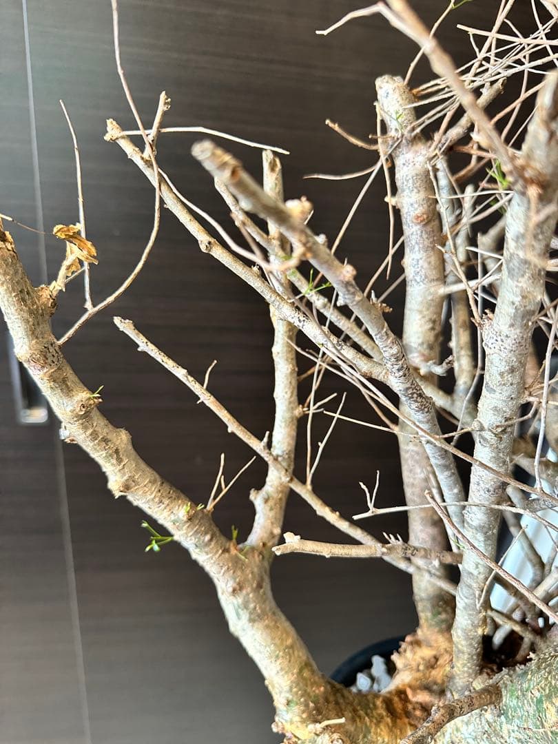 n*o様 超特大 コミフォラ フンベルティ Commiphora Humbert