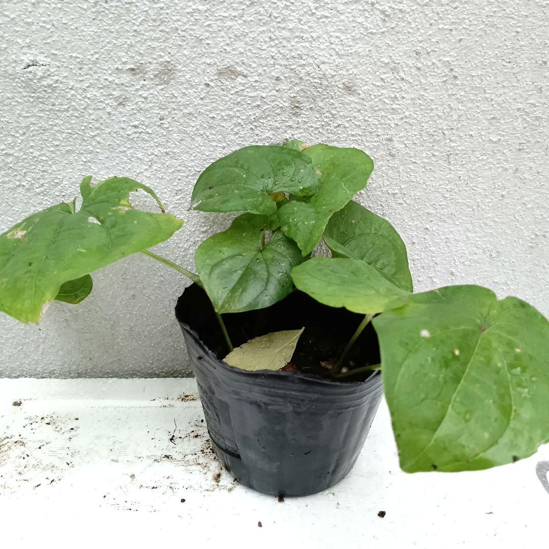 山芋　抜き苗　現品