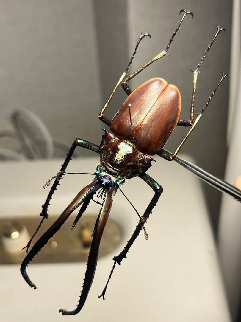 【81mm】チリクワガタ メタリフェルホソアカクワガタ Wild 昆虫標本