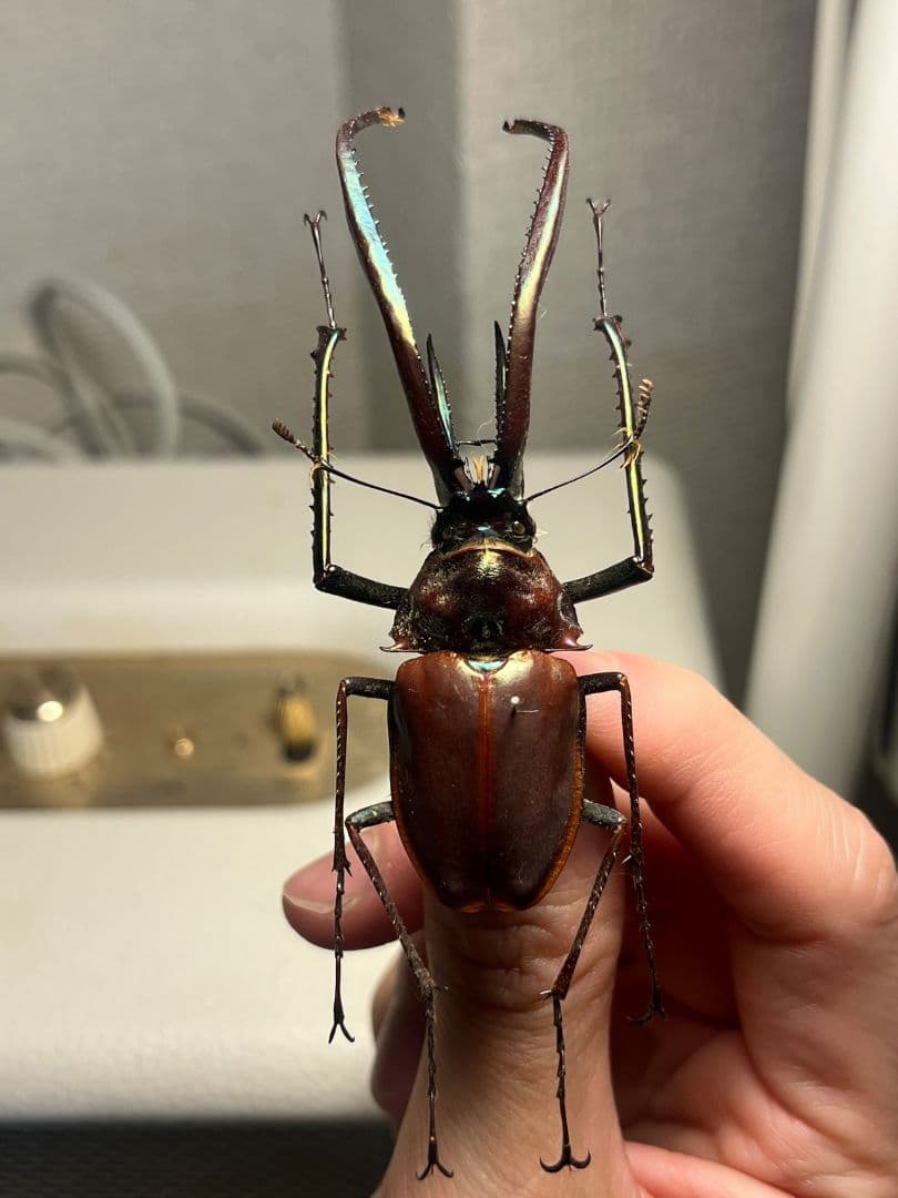 【81mm】チリクワガタ メタリフェルホソアカクワガタ Wild 昆虫標本
