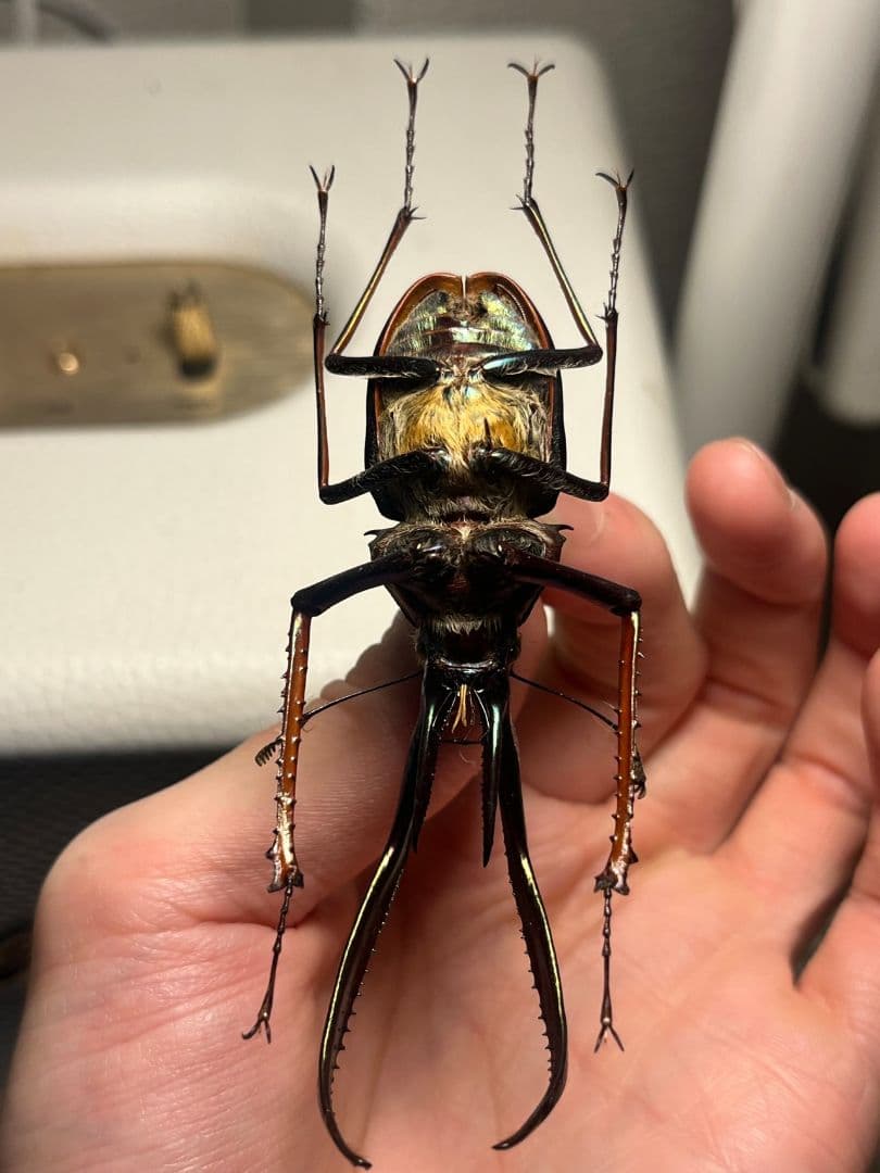 【81mm】チリクワガタ メタリフェルホソアカクワガタ Wild 昆虫標本