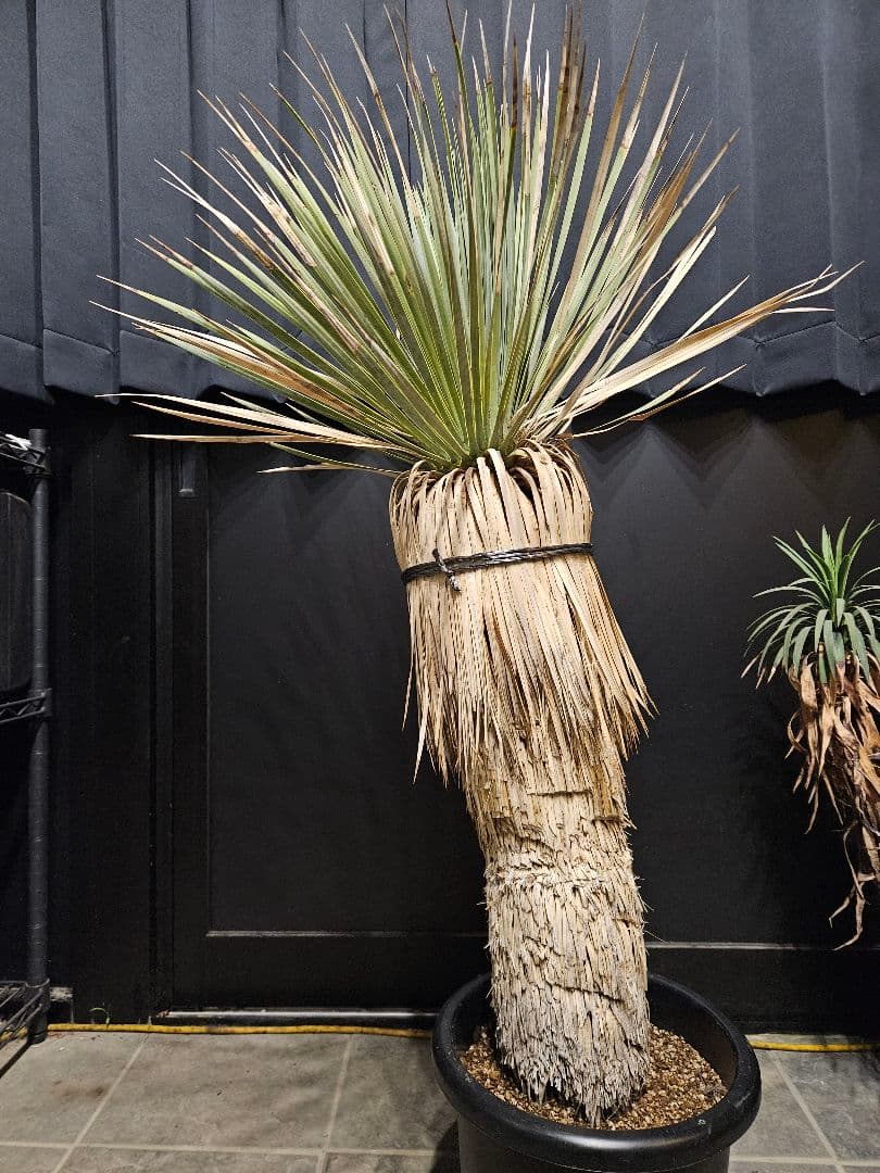 専用出品 リピ割 ユッカロストラータ (く) 微曲がり