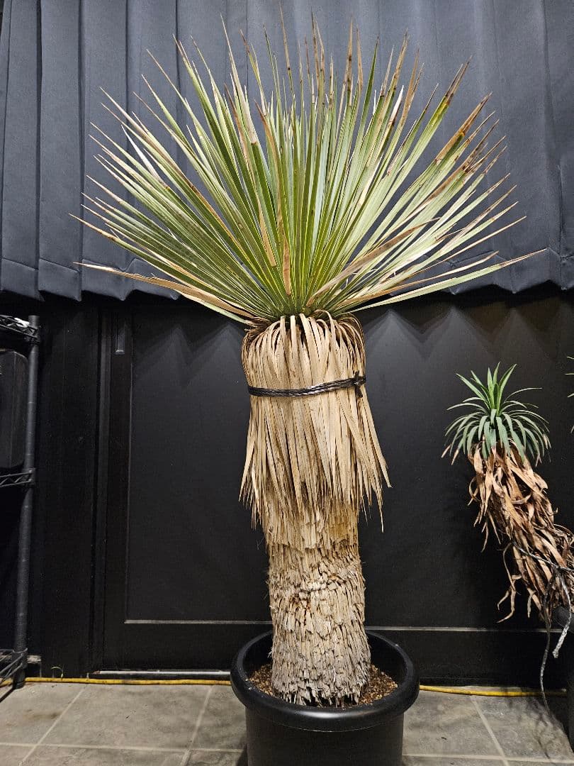 専用出品 リピ割 ユッカロストラータ (く) 微曲がり