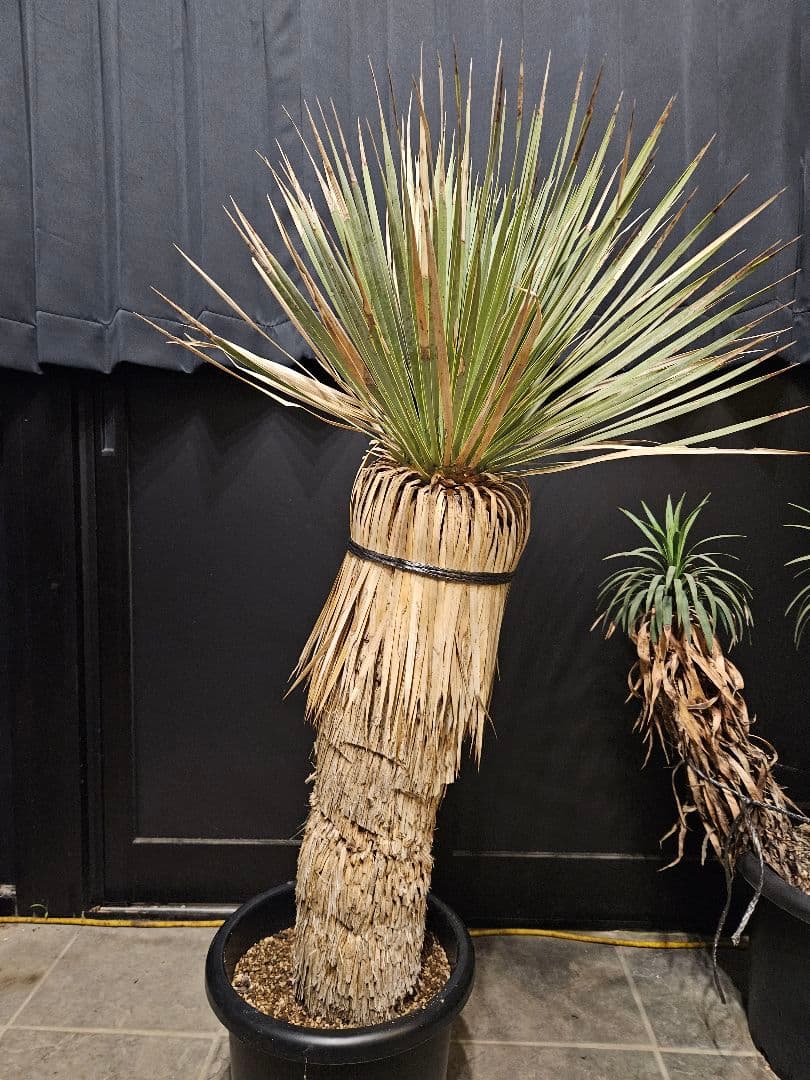 専用出品 リピ割 ユッカロストラータ (く) 微曲がり