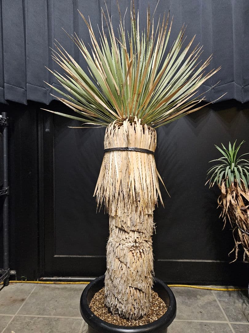 専用出品 リピ割 ユッカロストラータ (く) 微曲がり