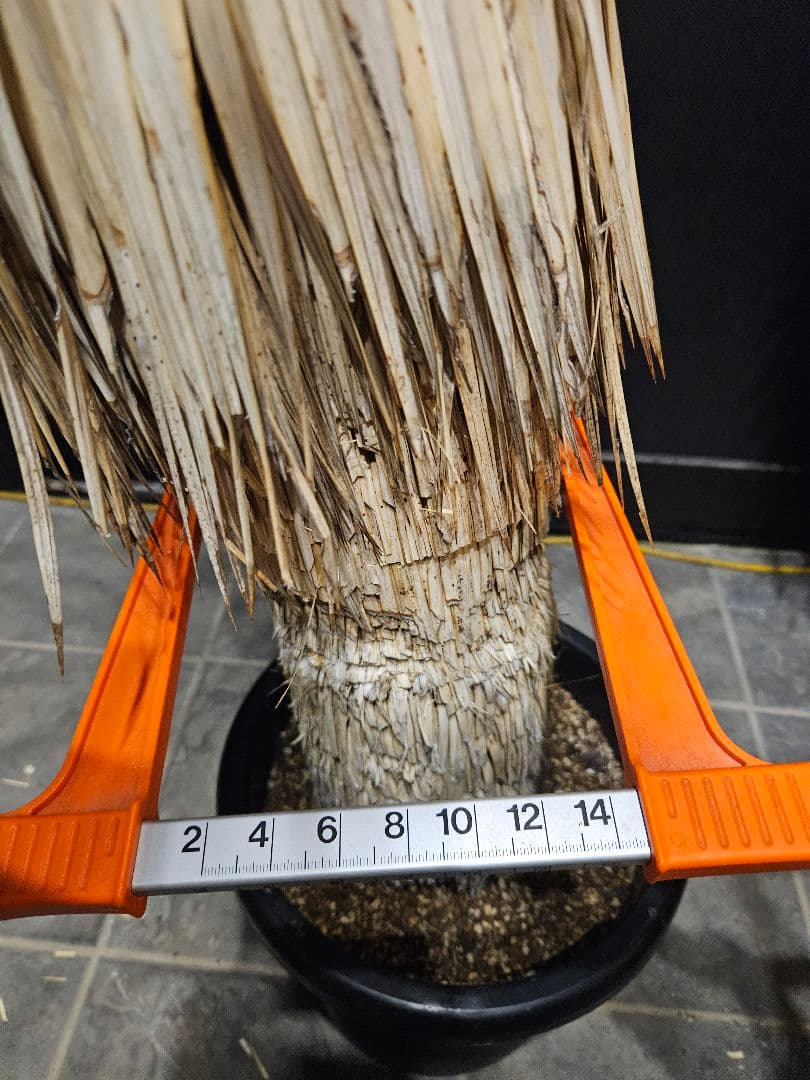 専用出品 リピ割 ユッカロストラータ (く) 微曲がり