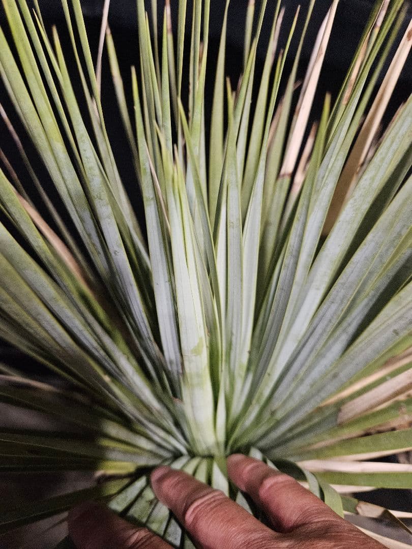 専用出品 リピ割 ユッカロストラータ (く) 微曲がり