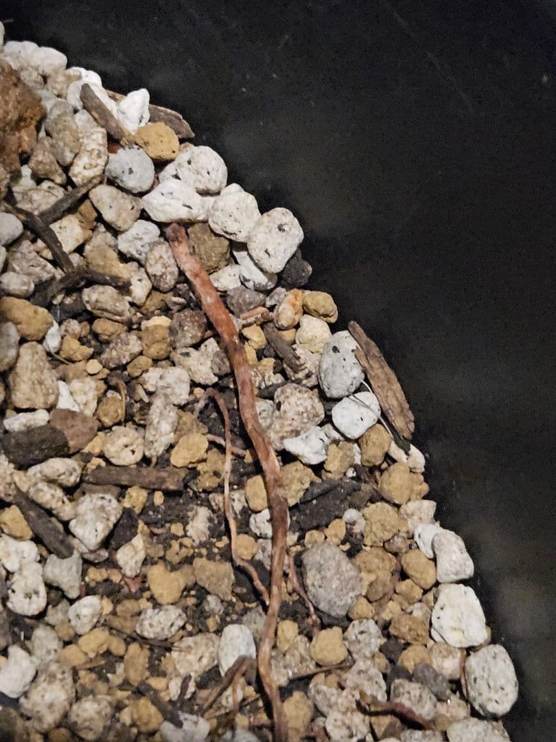 専用出品 リピ割 ユッカロストラータ (く) 微曲がり