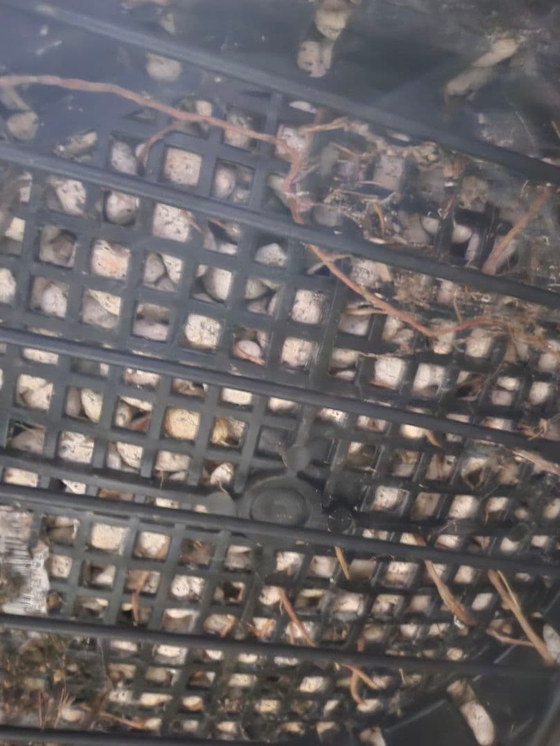 専用出品 リピ割 ユッカロストラータ (く) 微曲がり