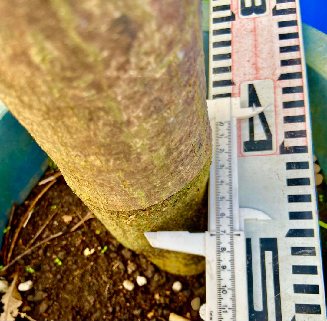 88ヤマシタマンゴー　耐寒性【雪姫】特大株