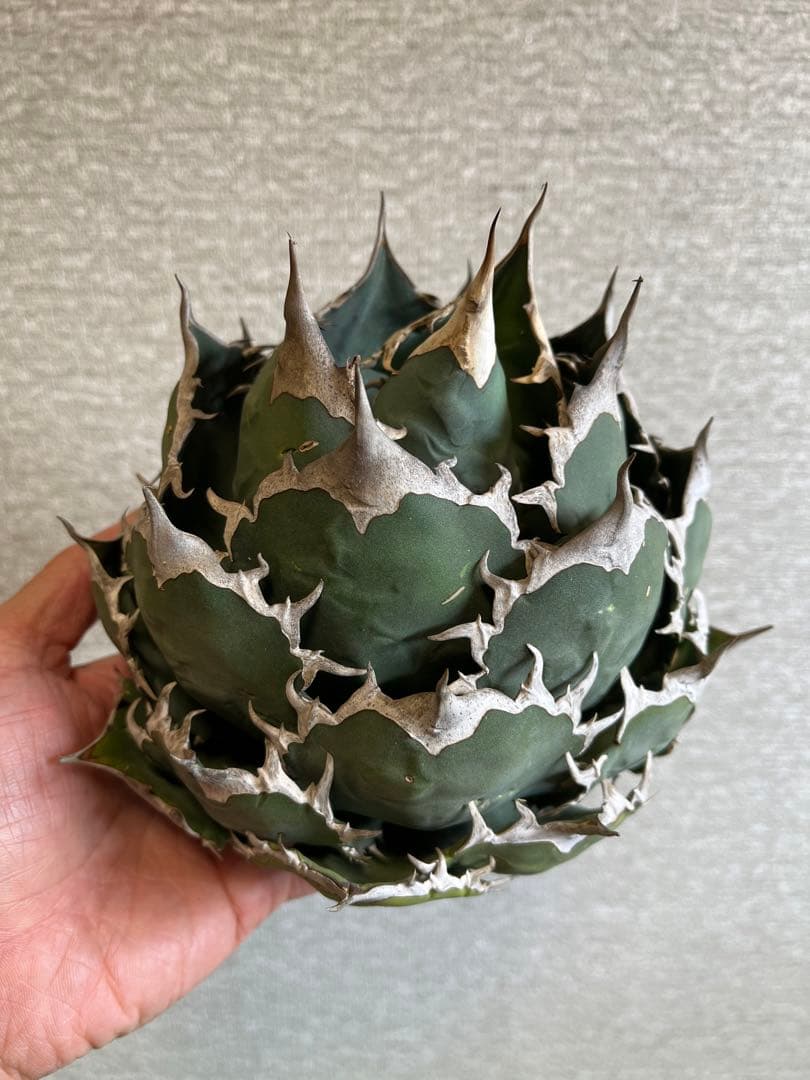 【コレクション株】ノーネーム　ボールタイプ　アガベ