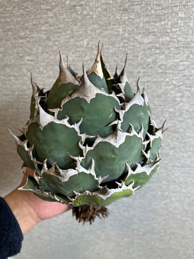 【コレクション株】ノーネーム　ボールタイプ　アガベ