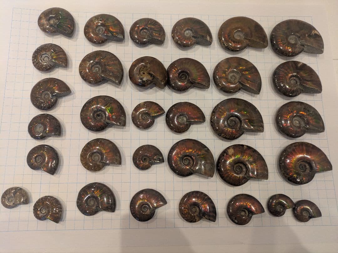 アンモナイト・アンモライト コレクション 約38個