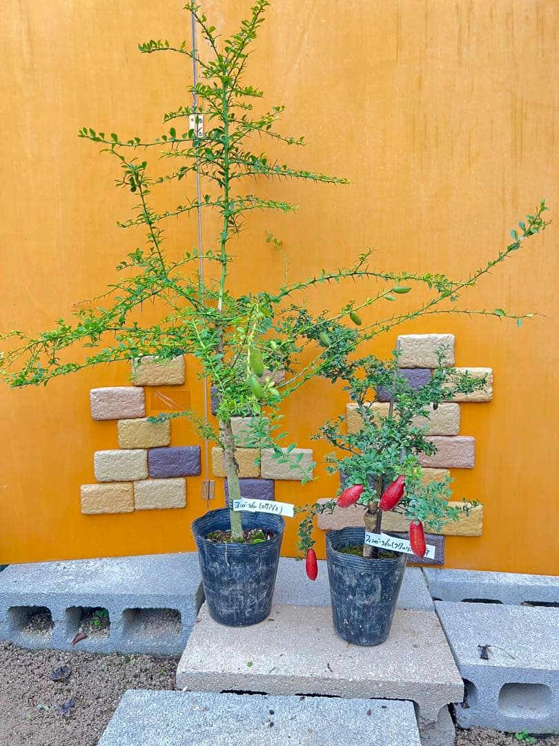 フィンガーライム２点セット　Ｇ