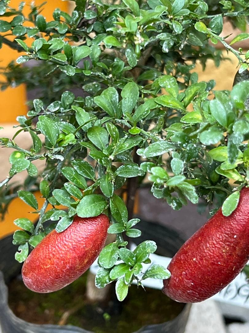 フィンガーライム２点セット　Ｇ