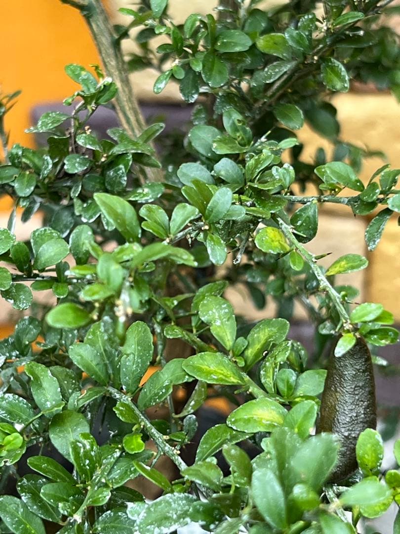 フィンガーライム２点セット　Ｇ