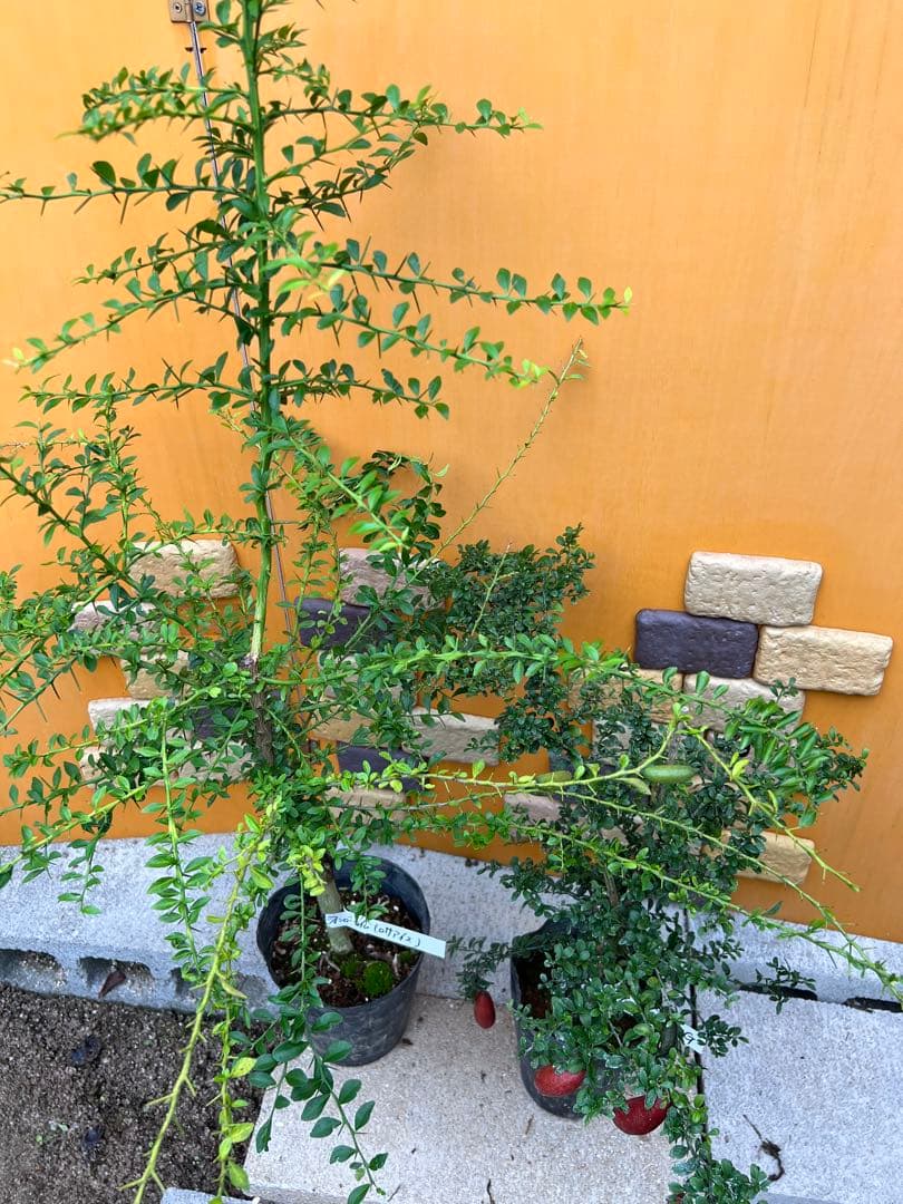 フィンガーライム２点セット　Ｇ