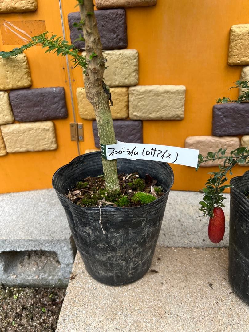 フィンガーライム２点セット　Ｇ